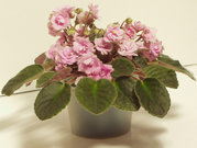 A pink, double-flowered cultivar