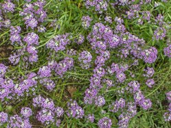 A cultivar of alyssum giving light violet flower
