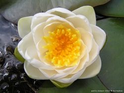 Nymphaea alba, a species of water lily.