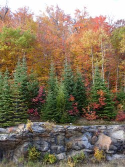 Autumn foliage in Algonquin Park (Canada)