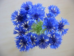 Cornflower