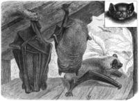 Nyctalus sp., a Vesper bat