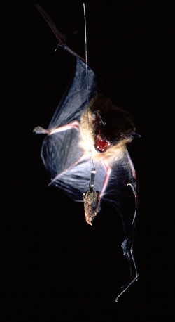 A big brown bat (Eptesicus fuscus) approaches a wax moth (Galleria mellonella), which serves as the control species for the studies of the tiger moths. The moth is only "semi-tethered," allowing it the mobility to fly evasively.