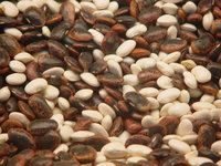 Dry beans