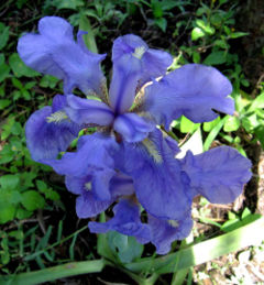 Iris of Costa Rica, Elevation 9000 ft.