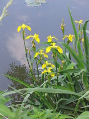 Iris pseudacorus