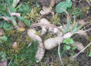 Rhizomes of ornamental irises