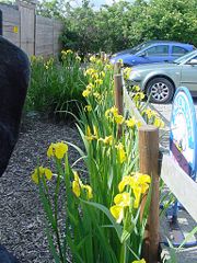 Irises in Cheshire in England, 22 May 2007