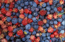 Alaska wild "berries" from the Innoko National Wildlife Refuge.