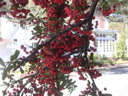 Red berries growing on a tree branch
