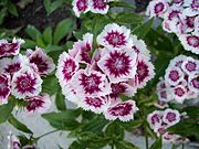 The Sweet William Dwarf plant is a biennial plant