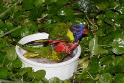 Lorikeet-sized birdbath displayed for close viewing inside a children's zoo