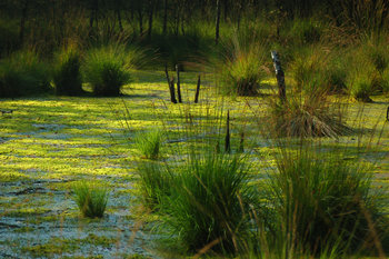 Bog detail