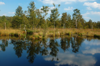 Lütt-Witt Moor, a bog in Henstedt-Ulzburg, northern Germany.