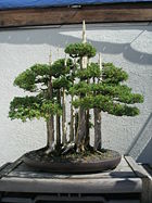 John Naka's masterpiece, Goshin, is on display at the United States National Arboretum.