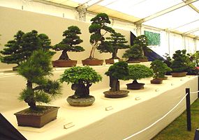 Bonsai at garden show in Tatton Park (Cheshire)