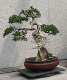 This juniper makes extensive use of both jin (deadwood branches) and shari (trunk deadwood)