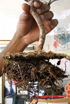 An uprooted bonsai, ready for repotting