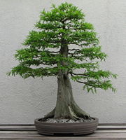 Formal upright style cypress