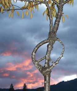 An Arborsculpture of the CND logo