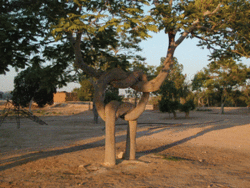 Pretzel Tree By Aharon Naveh, Israel