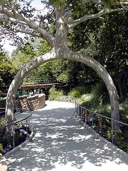 An Arborsculpture by Axel Erlandson