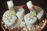 Aizoaceae:Lithops julii, leaf succulent