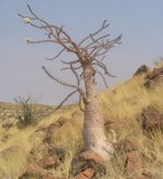 Apocynaceae:Pachypodium lealii, stem succulent