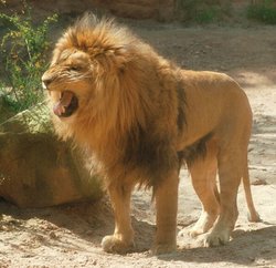 The lion is a well known truly carnivorous member of the order Carnivora