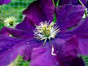 Clematis viticella