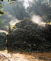 An active compost heap, steaming on a cold winter morning. The heap is kept warm by the exothermic action of the bacteria as they decompose the organic matter.