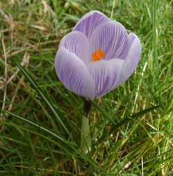 Crocus vernus 'Pickwick', a Dutch hybrid
