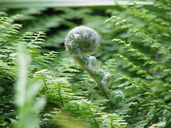 Polystichum setiferum unrolling young frond