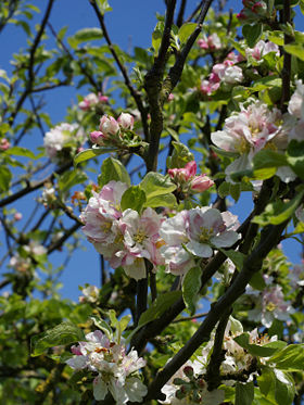 Malus sylvestris or crab apple flowers.