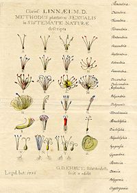 From 1736, an illustration of Linnaean classification.