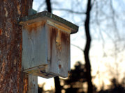 nest box