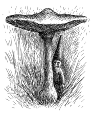 A gnome (or "Nisse") hiding behind a toadstool.