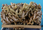 25.4-pound ginger root
