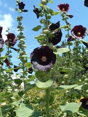 A dark purple flowered cultivar of A. rosea