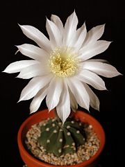 Echinopsis subdenudata