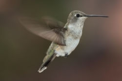 Female Black-chinned Hummingbird