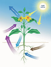 Example of autotrophic metabolism