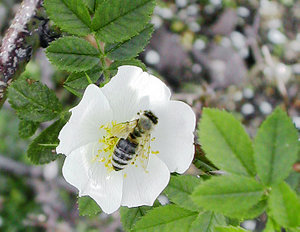 Honeybee