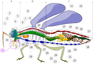 Insect anatomy  A- Head   B- Thorax   C- Abdomen     1. antenna    2. ocelli (lower)    3. ocelli (upper)    4. compound eye    5. brain (cerebral ganglia)    6. prothorax    7. dorsal artery    8. tracheal tubes (trunk with spiracle)    9. mesothorax   10. metathorax   11. first wing   12. second wing   13. mid-gut (stomach)   14. heart   15. ovary   16. hind-gut (intestine, rectum & anus)   17. anus   18. vagina   19. nerve chord (abdominal ganglia)   20. Malpighian tubes   21. pillow   22. claws   23. tarsus   24. tibia   25. femur   26. trochanter   27. fore-gut (crop, gizzard)   28. thoracic ganglion   29. coxa   30. salivary gland   31. subesophageal ganglion   32. mouthparts