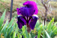 A purple bearded iris