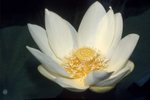 Nelumbo lutea, the American Lotus