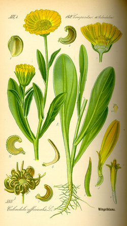 Pot Marigold (Calendula officinalis)  from Thomé Flora von Deutschland, Österreich und der Schweiz 1885