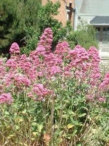 A Red Valerian, a perennial plant.
