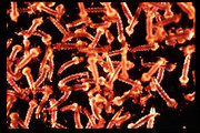 Mosquito larvae, "blood worms" or "wrigglers," grow suspended in stagnant pools of water and breathe air through siphons in their tails.