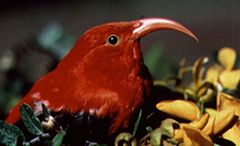 IiwiVestiaria coccinea